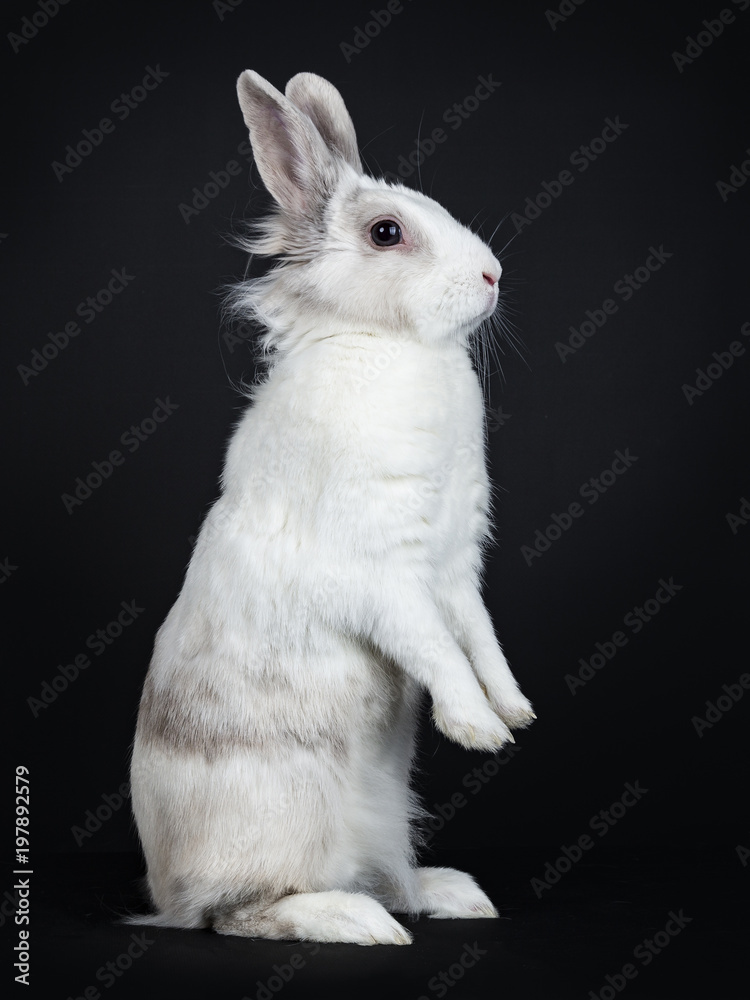 White with grey rabbit sitting side ways on back paws isolated on black background looking side ways