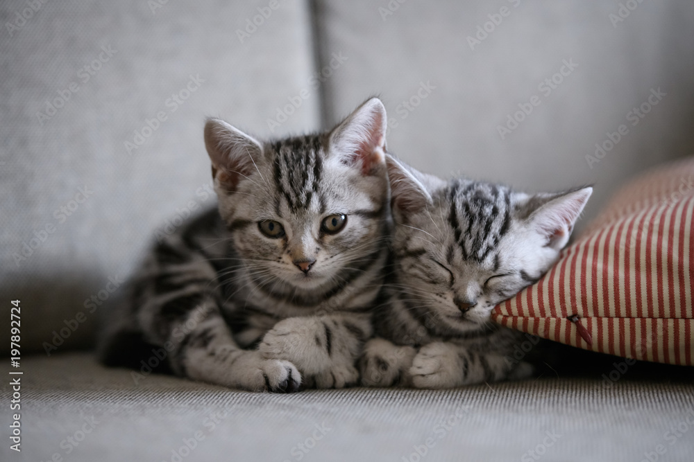 Two cute American cat kittens