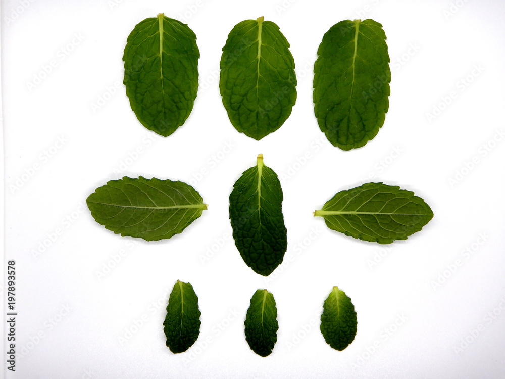 Mint leaves against a white background Mint leaves against a white background
