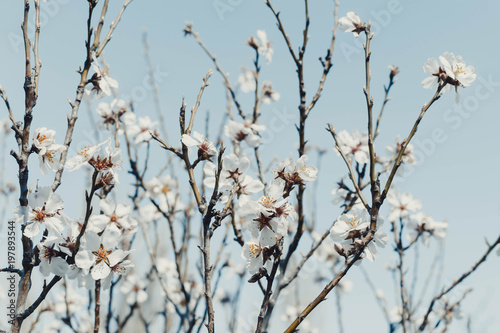 Spring color of almonds © andreymuravin