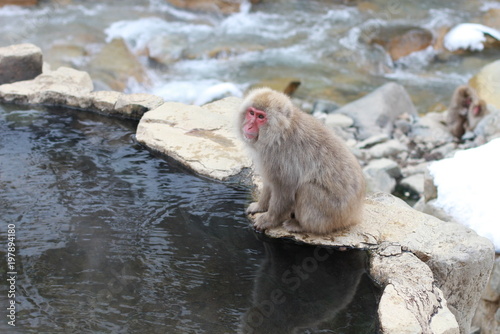 japanese macaque  snow monkey park