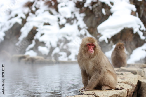 Billede på lærred japanese macaque, snow monkey park
