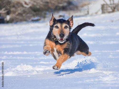 Winter dog © Jolyon Rogers