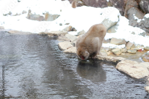 japanese macaque  snow monkey park