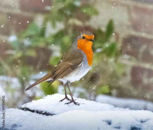 robin in snow © Jolyon Rogers
