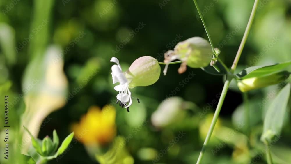 Silene vulgaris (bladder campion or maidenstears) wildflowers in nature Silene vulgaris (bladder campion or maidenstears) wildflowers in nature