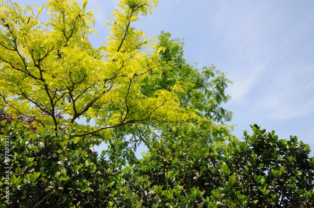Bright green leaves illuminated by summer light Bright green leaves illuminated by summer light