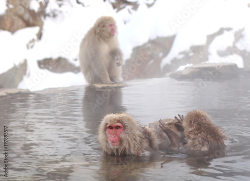 Snow monkey  Nagano  Japan