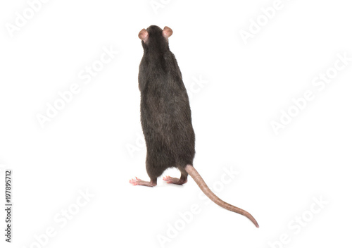 Fotografia, Obraz Rat stands on hind legs