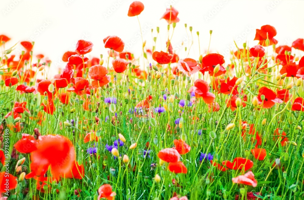 Obraz premium Mohn- und Wildblumenfeld, Niedersachsen, Deutschland, Europa 