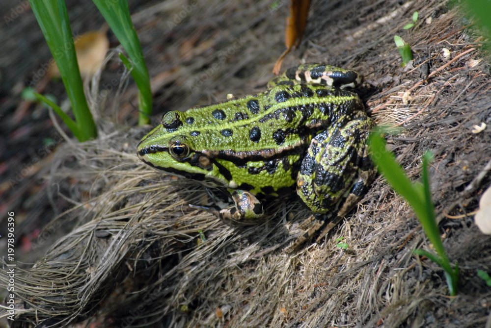 Fototapeta premium Grenouille, rainette verte cachée dans les feuillages