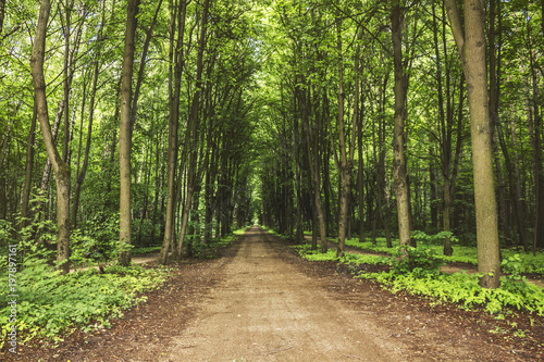 Beautiful deep dark forest. Kuskovo Park pathway in Moscow  Russia.