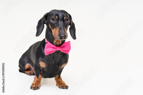 portrait  dachshund dog  black and tan  wearing a  pink bow tie  isolated on a gray background