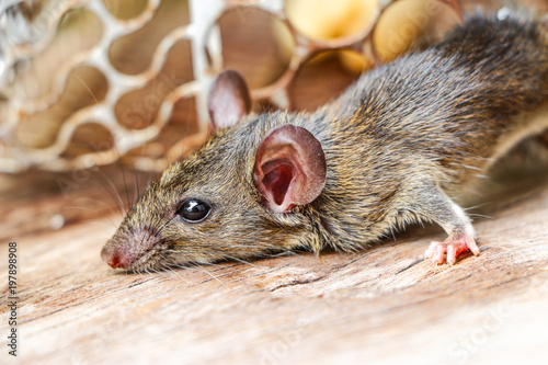 Rat trap on wooden
