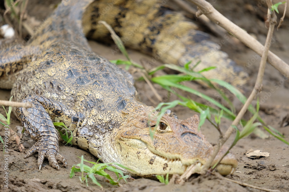 Obraz premium Crocodile close-up