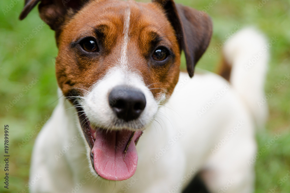 close-up of jack russell terrier puppy with tongue sticking out
