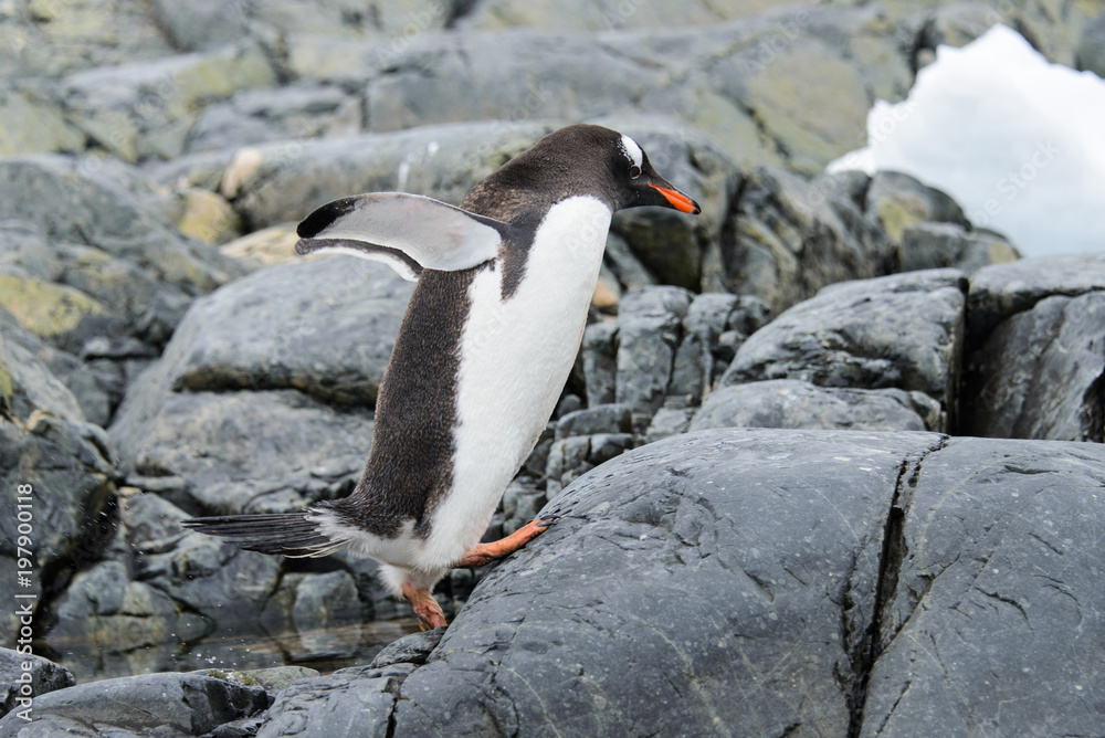 Naklejka premium Gentoo penguin flying