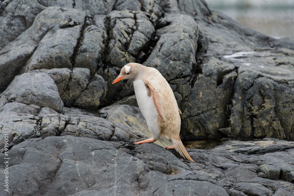Obraz premium Gentoo penguin albino
