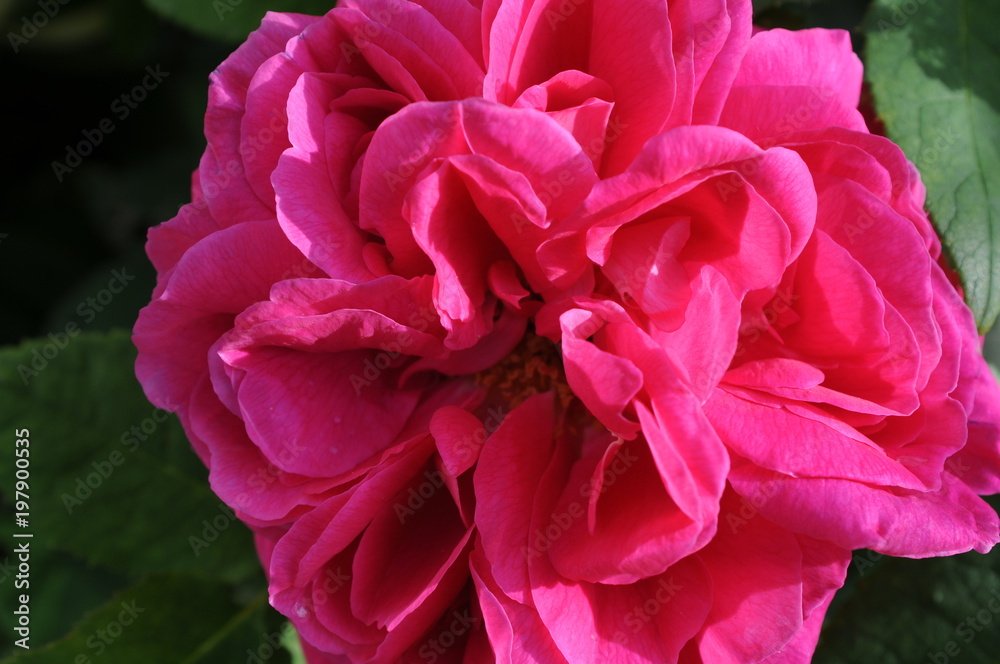 Pink Rose flower