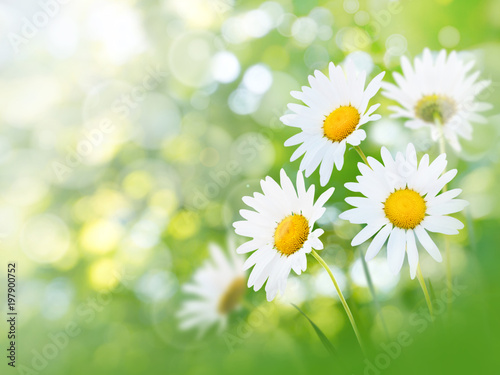 Chamomile bright flowers summer background
