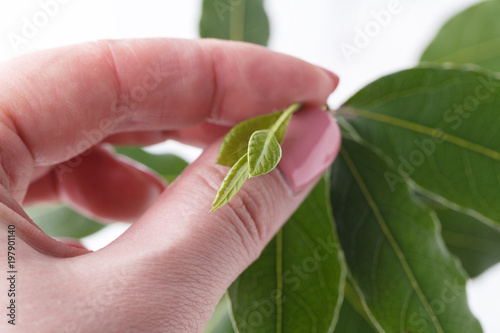 green leaves in hand