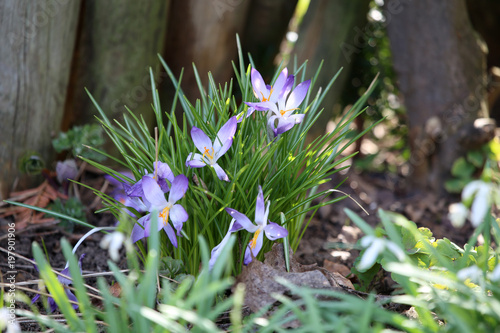 Fototapeta Naklejka Na Ścianę i Meble -  Krokusblüte