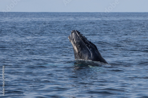 Humpback Calf Raising Head Out of Water © ead72