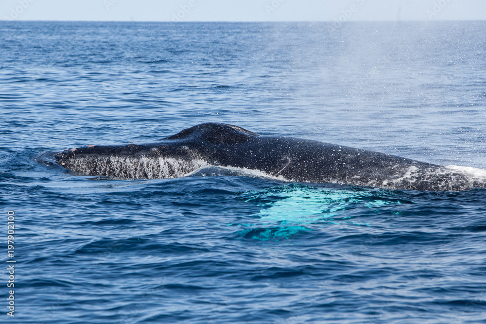 Humpback Whale Exhales at Surface Humpback Whale Exhales at Surface