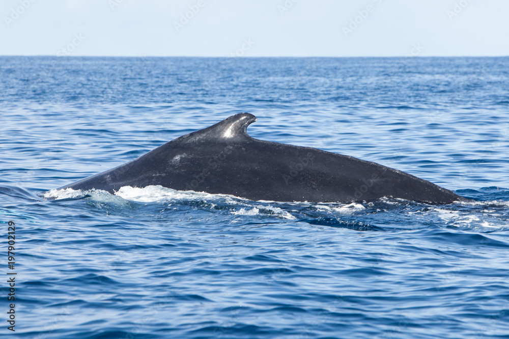 Humpback Swimming at Surface