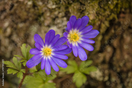 Spring flowers. Blue flower close-up