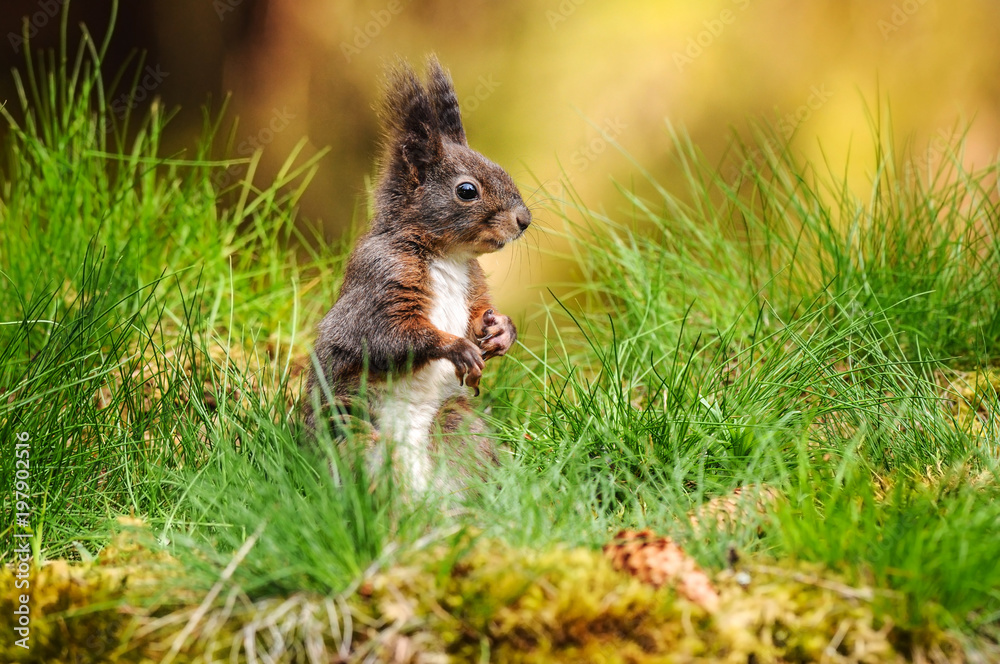 Eurasian red squirrel (Sciurus vulgaris) sitting in fresh green grass with moss and conifer cones in foreground and blurred forest in back. Eurasian red squirrel (Sciurus vulgaris) sitting in fresh green grass with moss and conifer cones in foreground and blurred forest in back.