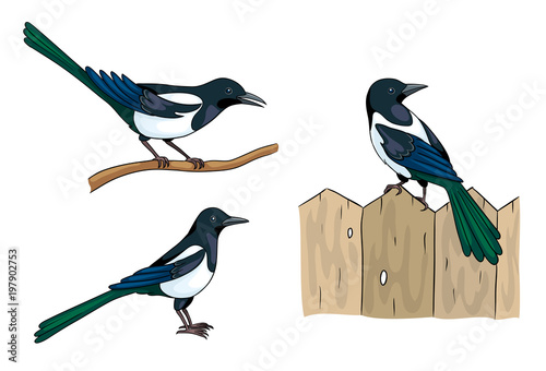 Magpies - vector illustration