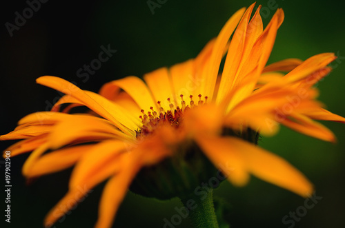 Wallpaper Mural Macro on the petals of an orange daisy at the sunset of the spring sun. Torontodigital.ca