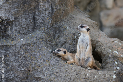 Bilde på lerret Two Meerkat on rock before the lair