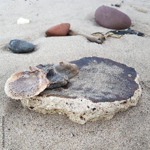 shells & stones