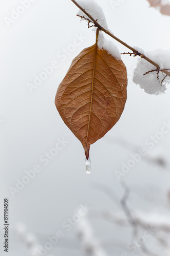 The frozen leaf