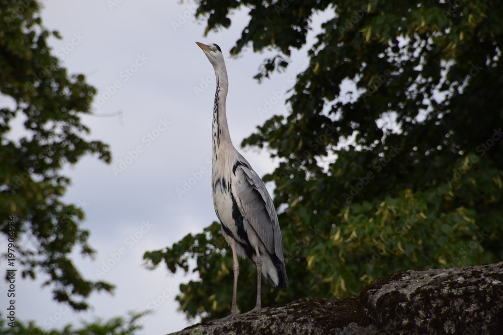 Fototapeta premium bird