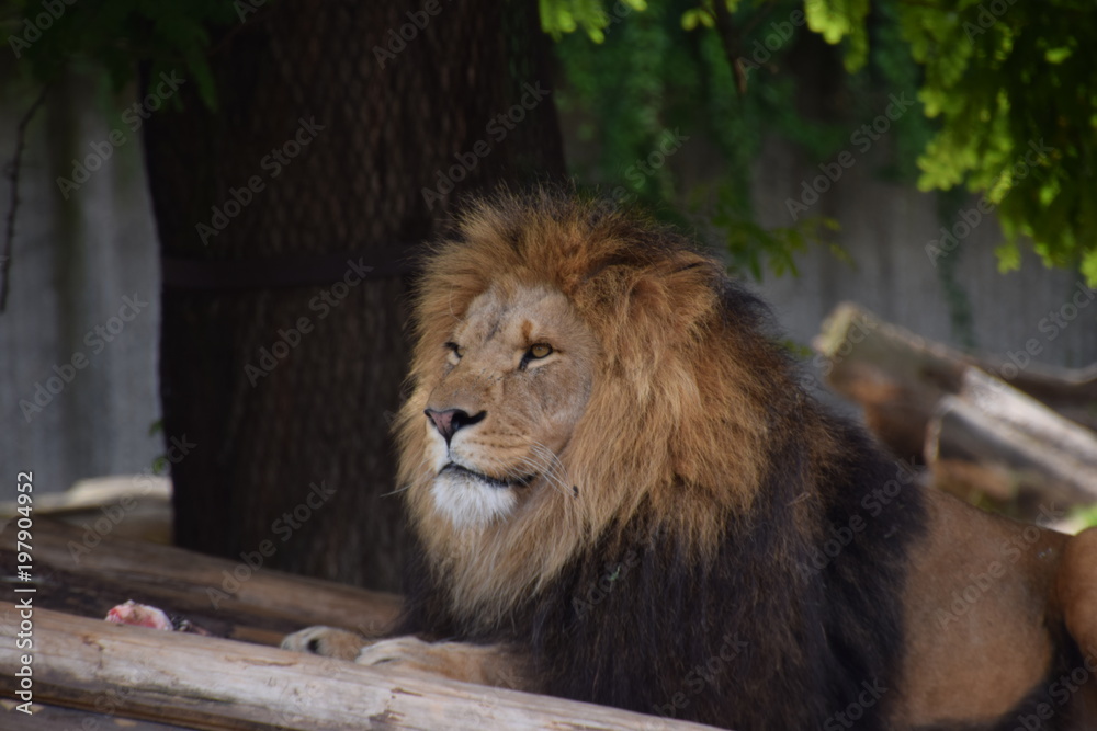 Obraz premium lion