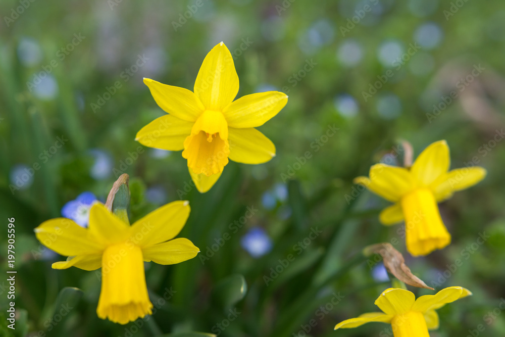 Gelbe Narzissen blühen im Frühling Gelbe Narzissen blühen im Frühling