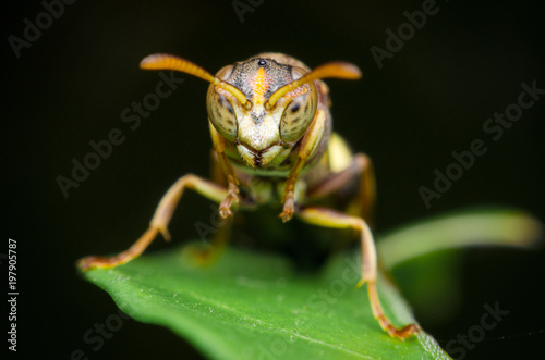portrait of hornet on green leaves. dangerous insect and poisonous make human hurt.