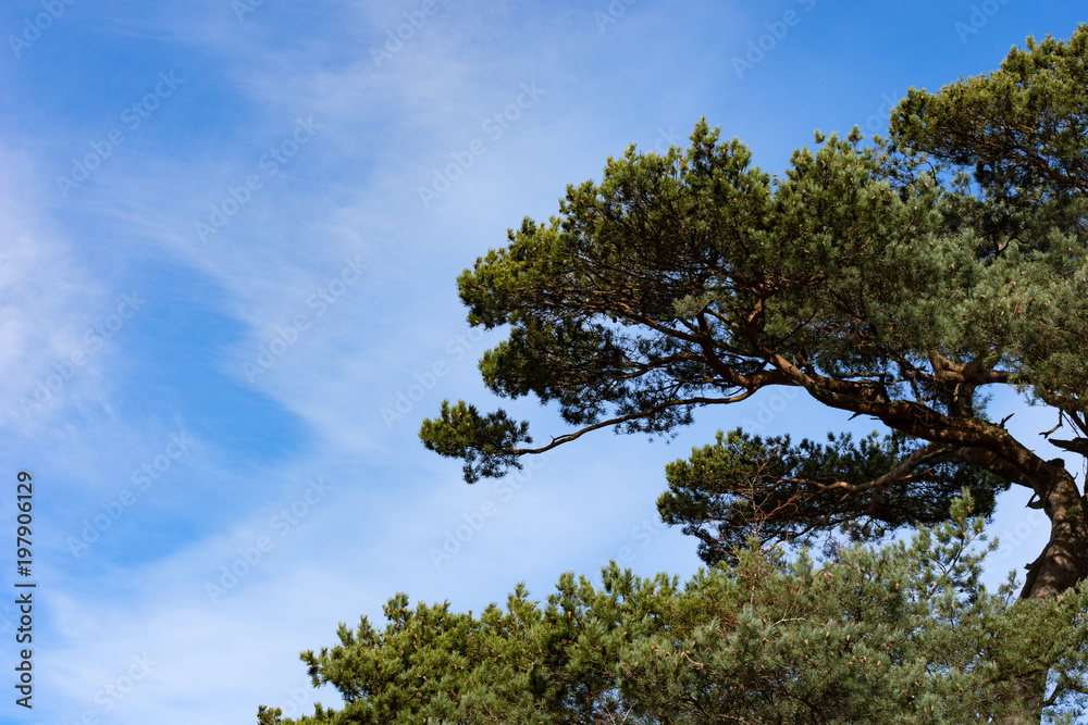 a colourful tree contrasting against the vivid blue sky above a colourful tree contrasting against the vivid blue sky above
