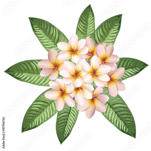 Plumeria (frangipani) flowers and leaves. Hand drawn realistic vector illustration.