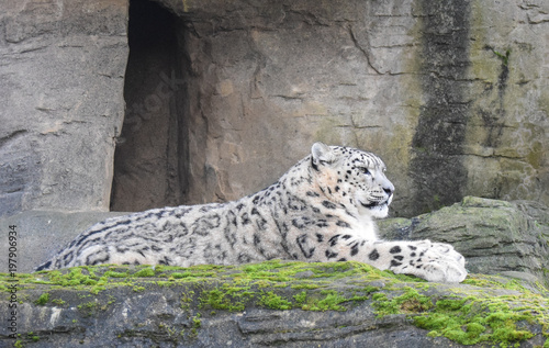 Snow Leopard lying on a rock ledge photo