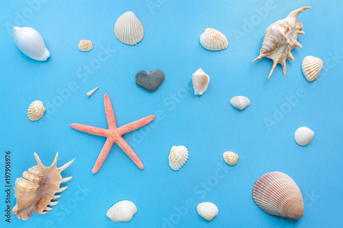 Flat lay set of sea shells of different sizes on a bright pastel blue background.