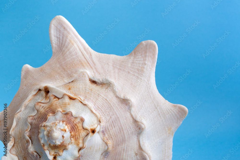 Part of one big textured seashell on blue background. Part of one big textured seashell on blue background.