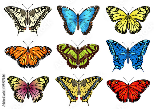 Set of tropical colorful butterflies. Realistic vector illustrations isolated on white background.