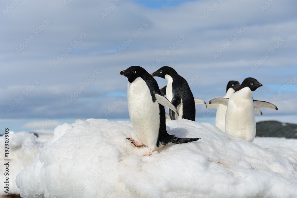 Obraz premium Adelie penguins on snow