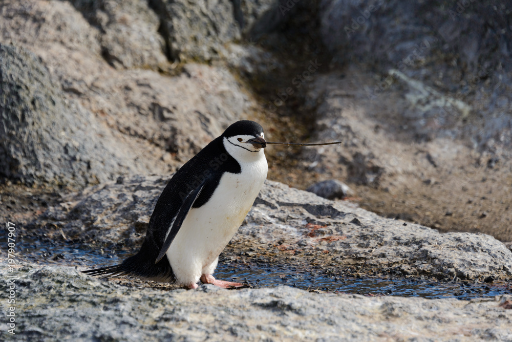 Fototapeta premium Chinstrap penguin with twig in beak