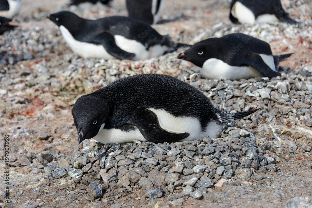 Fototapeta premium Adelie penguins in nest