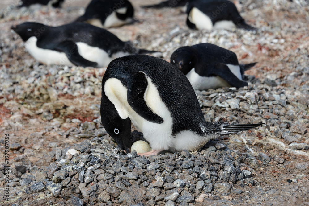 Naklejka premium Adelie penguins in nest